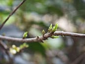 Close-up of Budding Branch in Hanoi, Vietnam
