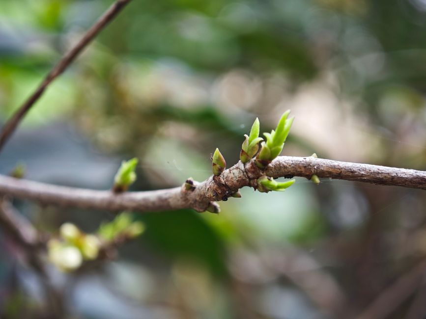 A macro shot of new buds on a branch, symbolizing spring growth in Hanoi.