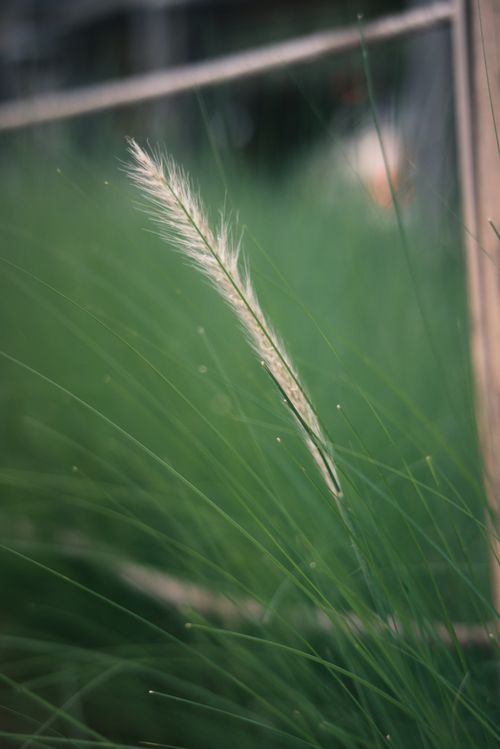 Free A macro shot of delicate feathered grass standing tall against a lush green blurred background in a summer field. Stock Photo