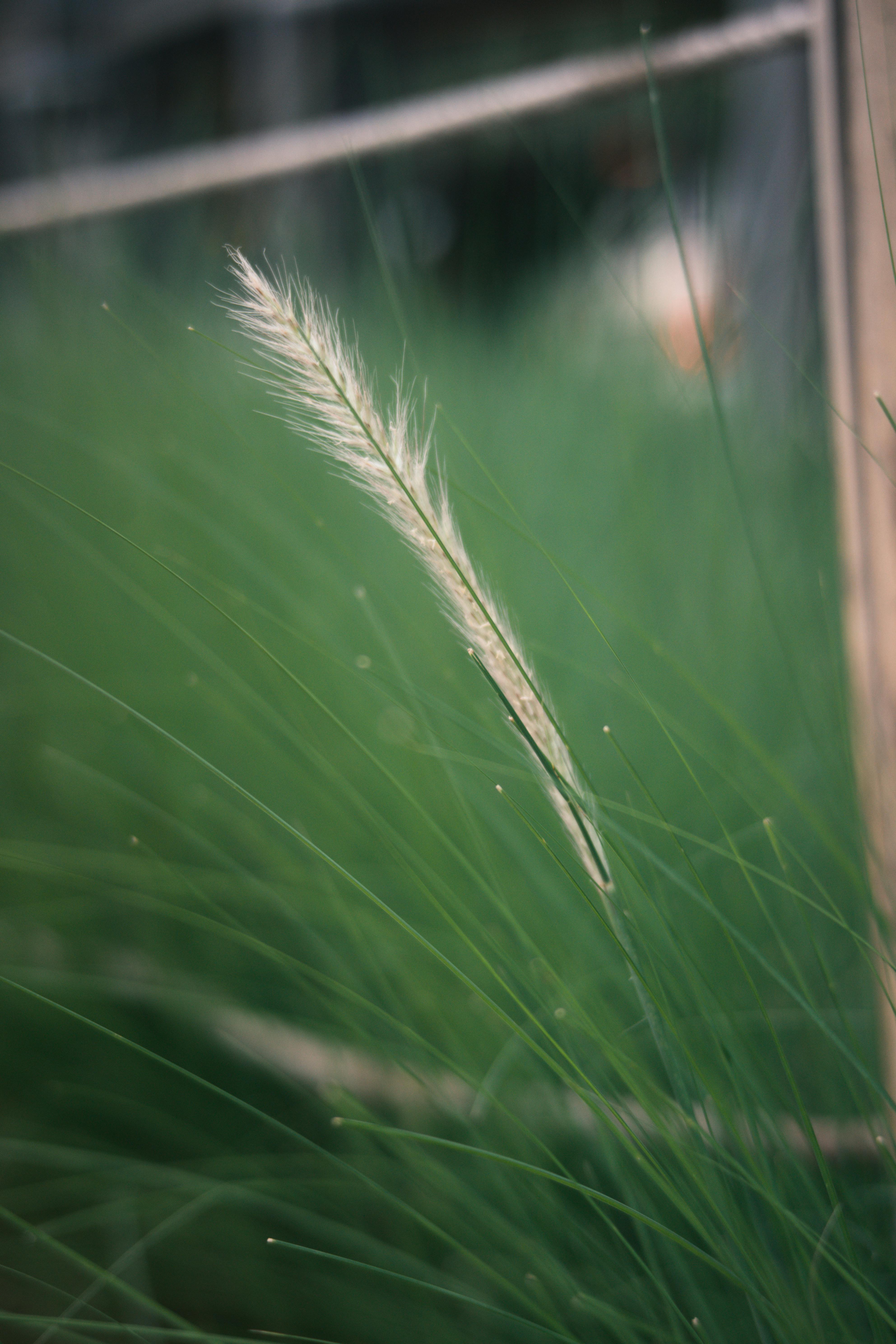 Gratis Una macrofotografia di un delicato ciuffo d'erba che si erge alto su uno sfondo verde e sfocato in un campo estivo. Foto a disposizione