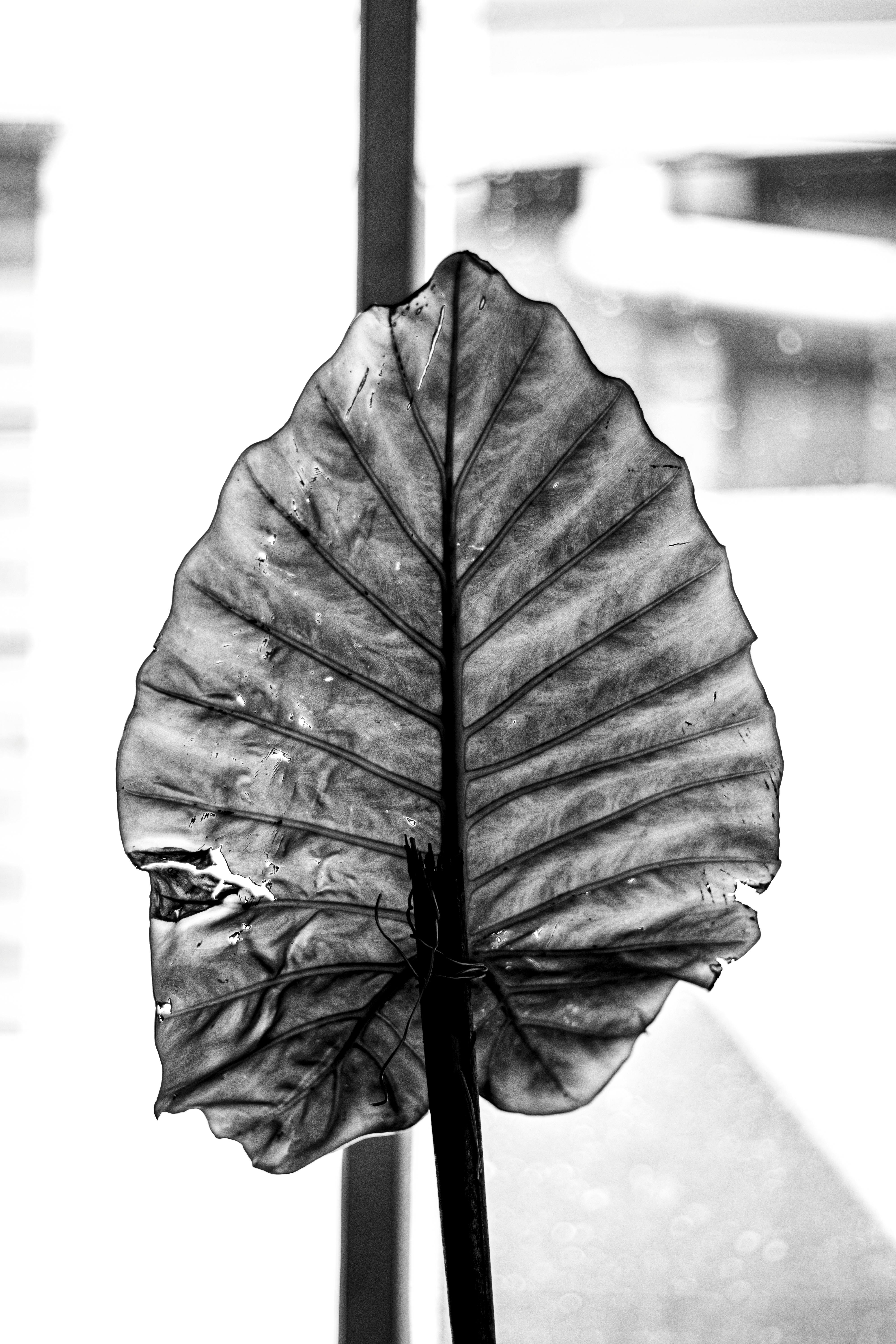 Gratuit Fotografie alb-negru a unei siluete de frunze mari cu fundalul unei ferestre. Fotografie de stoc