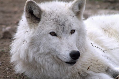 Foto profissional grátis de lobo, lobo ártico, lobo branco