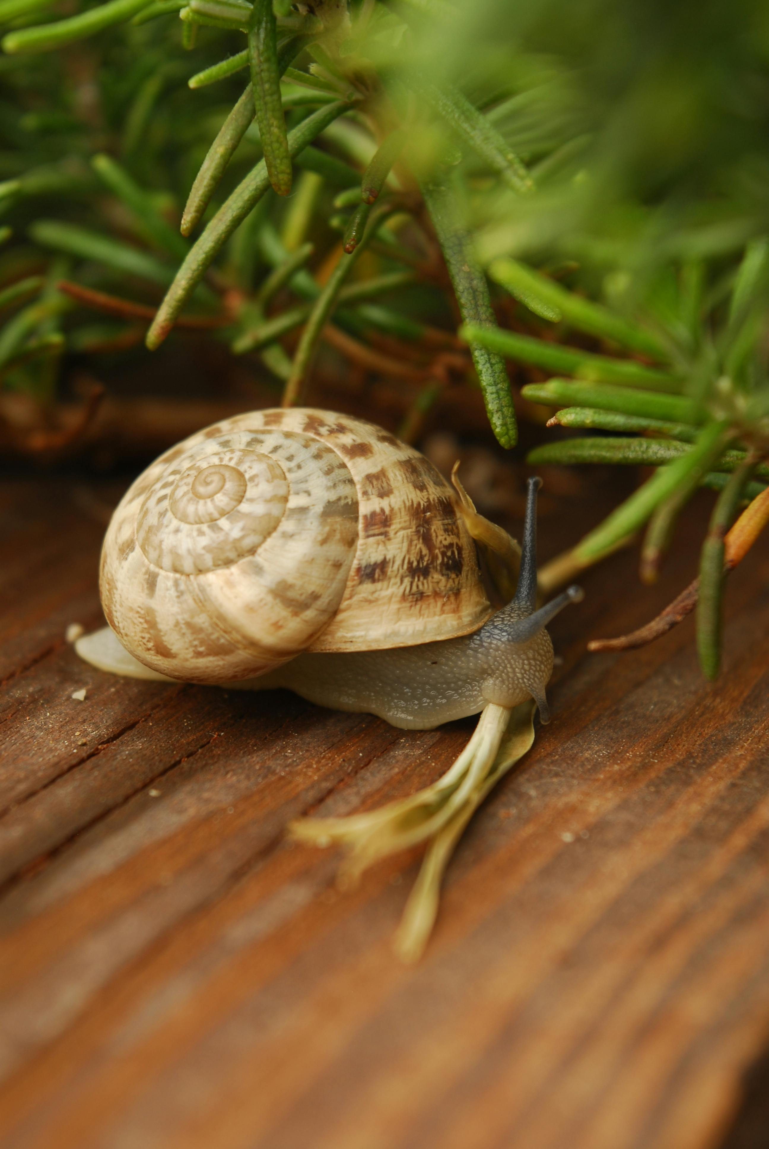 Bezpłatne Szczegółowy widok ślimaka pełzającego po drewnianej powierzchni pod zieloną roślinnością w Albanii. Zdjęcie z galerii