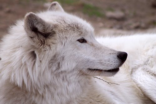 Foto profissional grátis de lobo, lobo ártico, lobo branco