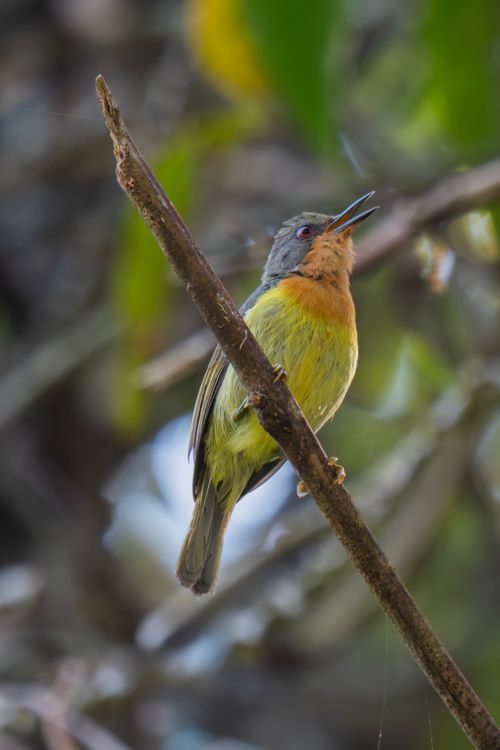 Free Vibrant bird with colorful plumage singing on a branch, showcasing natural beauty. Stock Photo