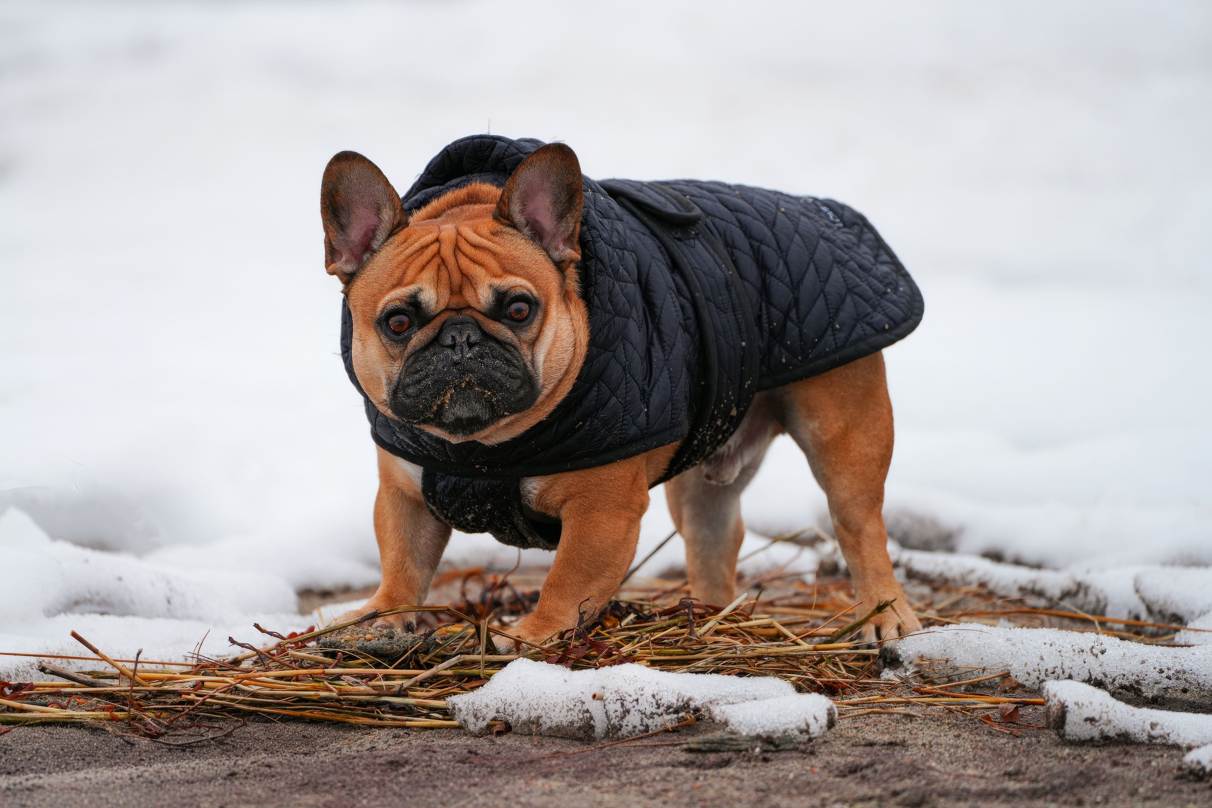 A French Bulldog wearing a winter jacket stands on a snowy outdoor surface, exuding charm and warmth.