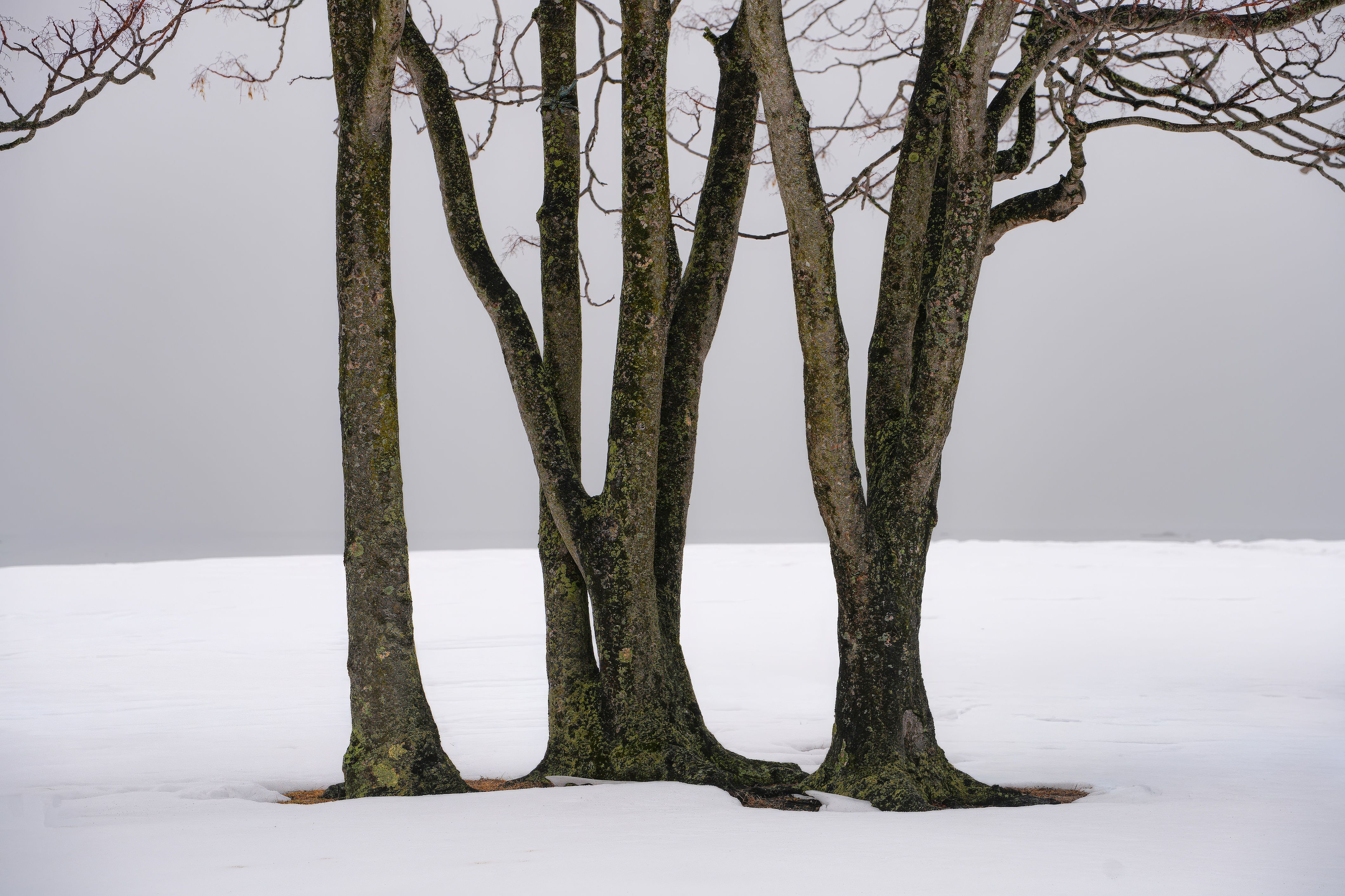 Serene Winter Landscape with Bare Trees · Free Stock Photo