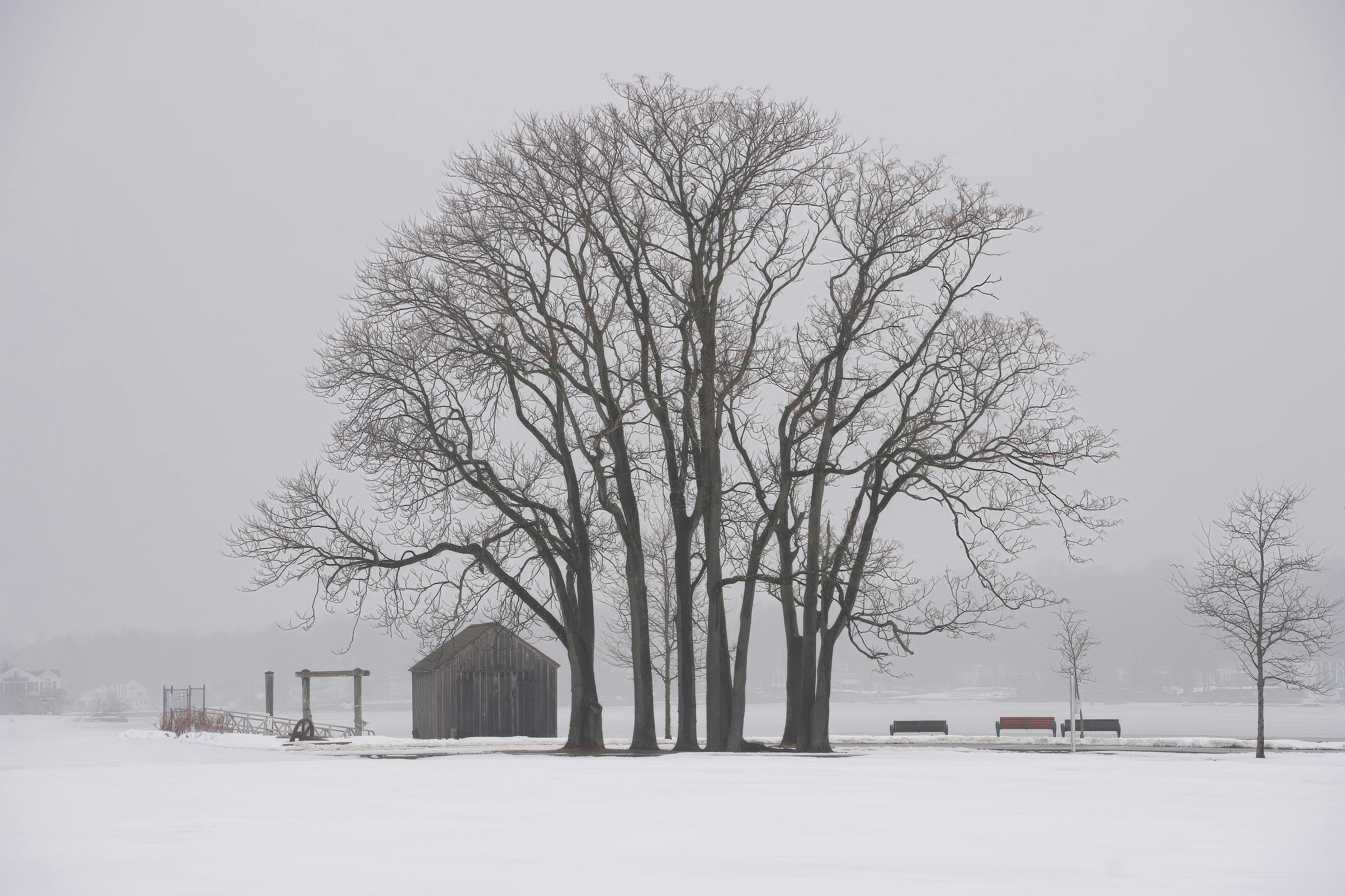 Gratis Fredelig vinterscene med nakne trær og et rustikt skur i et snødekt landskap. Arkivbilde