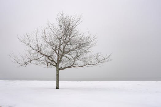 A solitary tree stands in a snow-covered field with a serene grey sky, evoking tranquility.
