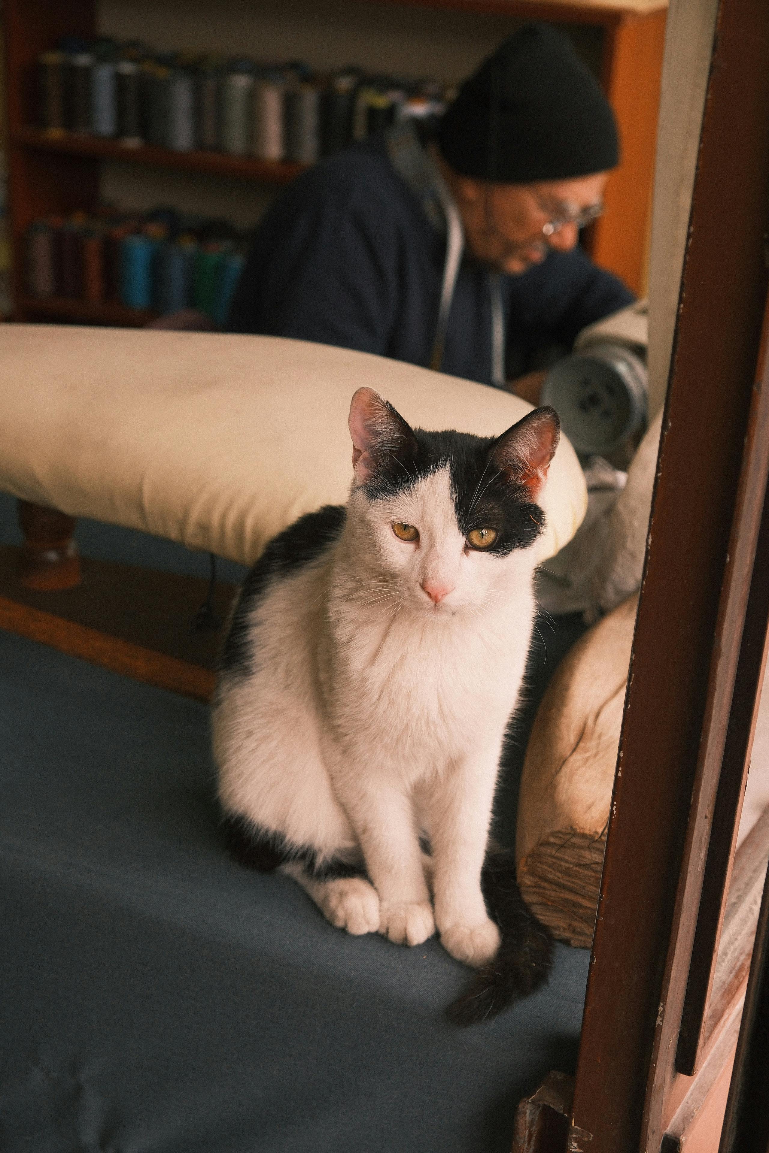 Ücretsiz Sakarya'da bir döşeme atölyesinde siyah beyaz bir kedi rahatça oturuyor. Stok Fotoğraflar