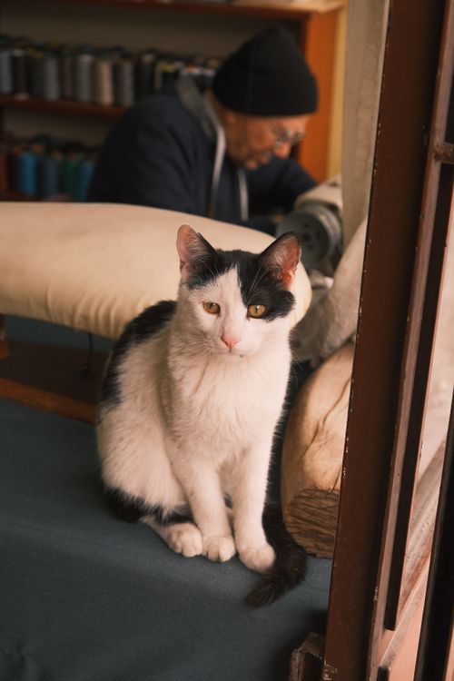 Free Black and white cat sitting in a Turkish tailor shop with a blurred elderly tailor at work. Stock Photo