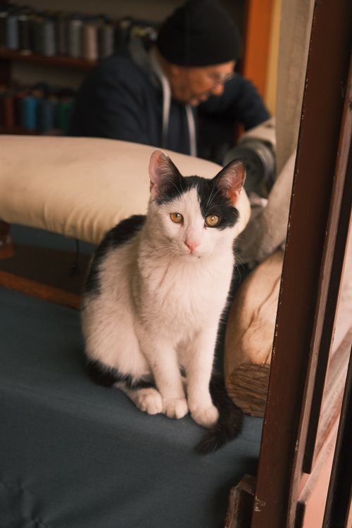 Free Charming black and white cat sitting in a cozy tailor shop in Sakarya, Türkiye. Stock Photo