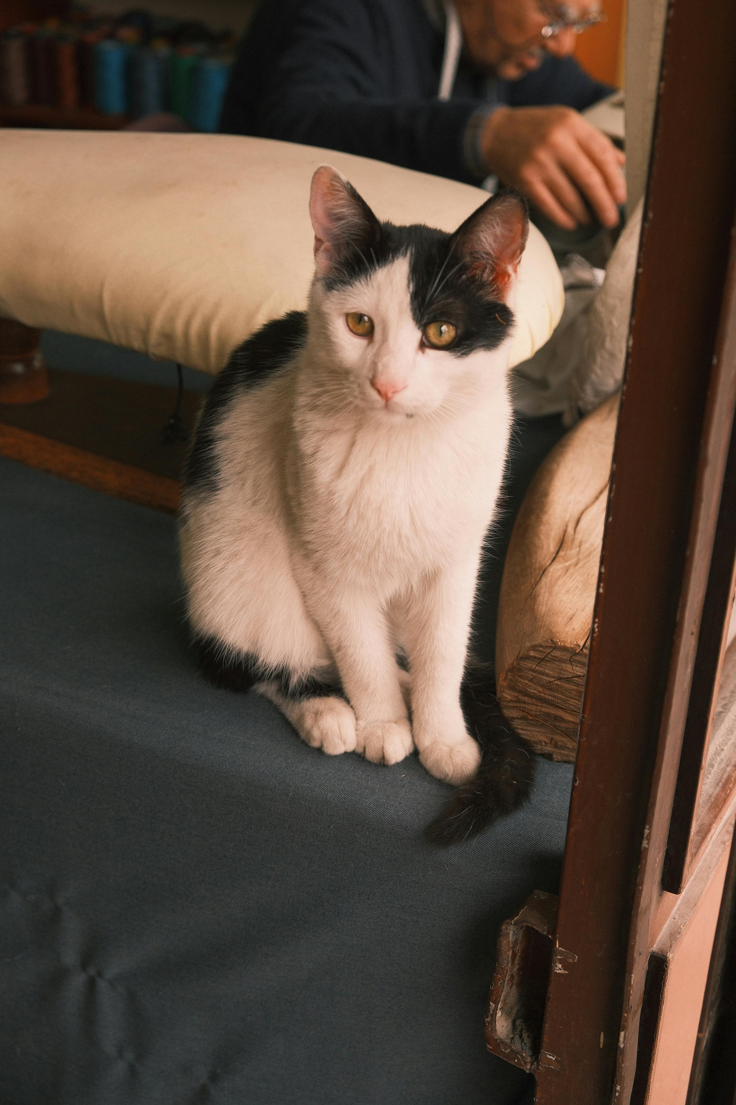 Ücretsiz Atölyenin yanında, içeride oturan siyah beyaz bir kedi ve arka planda bir insan görülüyor. Stok Fotoğraflar