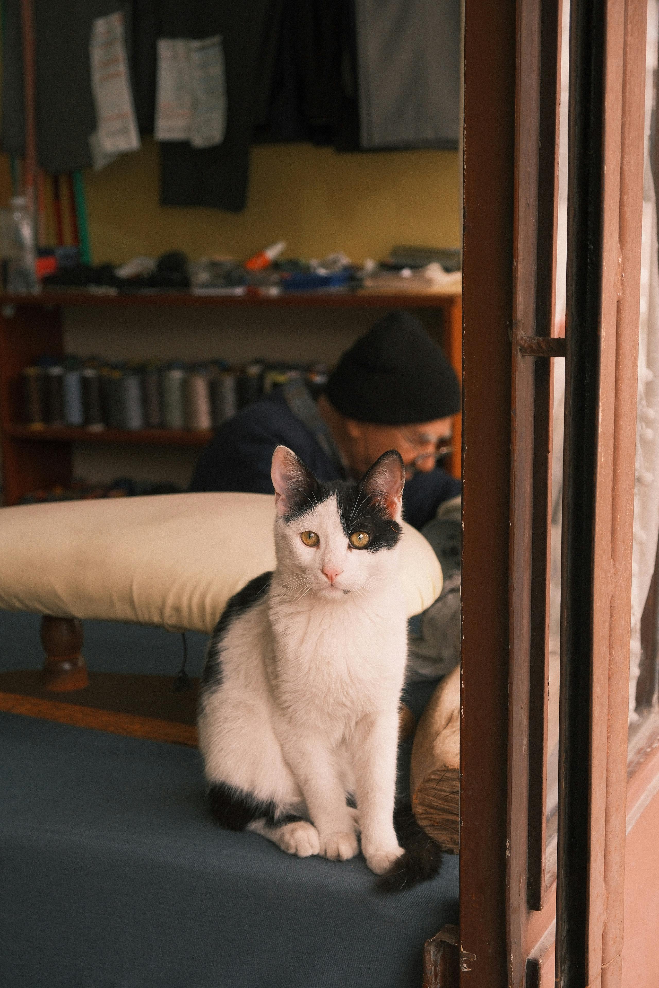 Δωρεάν Γοητευτική ασπρόμαυρη γάτα σε εσωτερικό χώρο σε ένα τουρκικό ραφείο με ζεστή ατμόσφαιρα. Φωτογραφία από στοκ φωτογραφιών