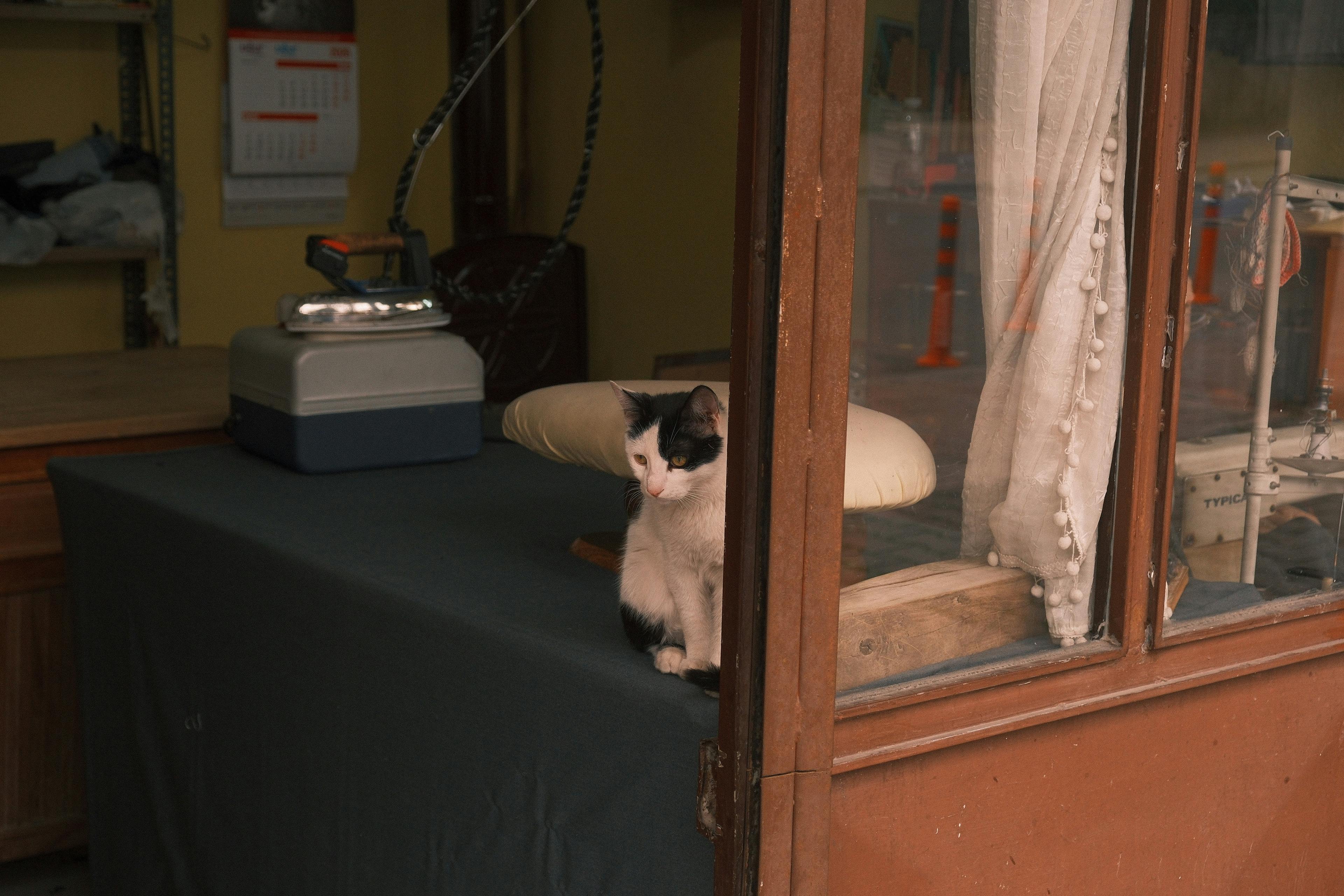 бесплатная Черно-белый кот отдыхает в уютной ателье в Сакарье, Турция. Стоковое фото