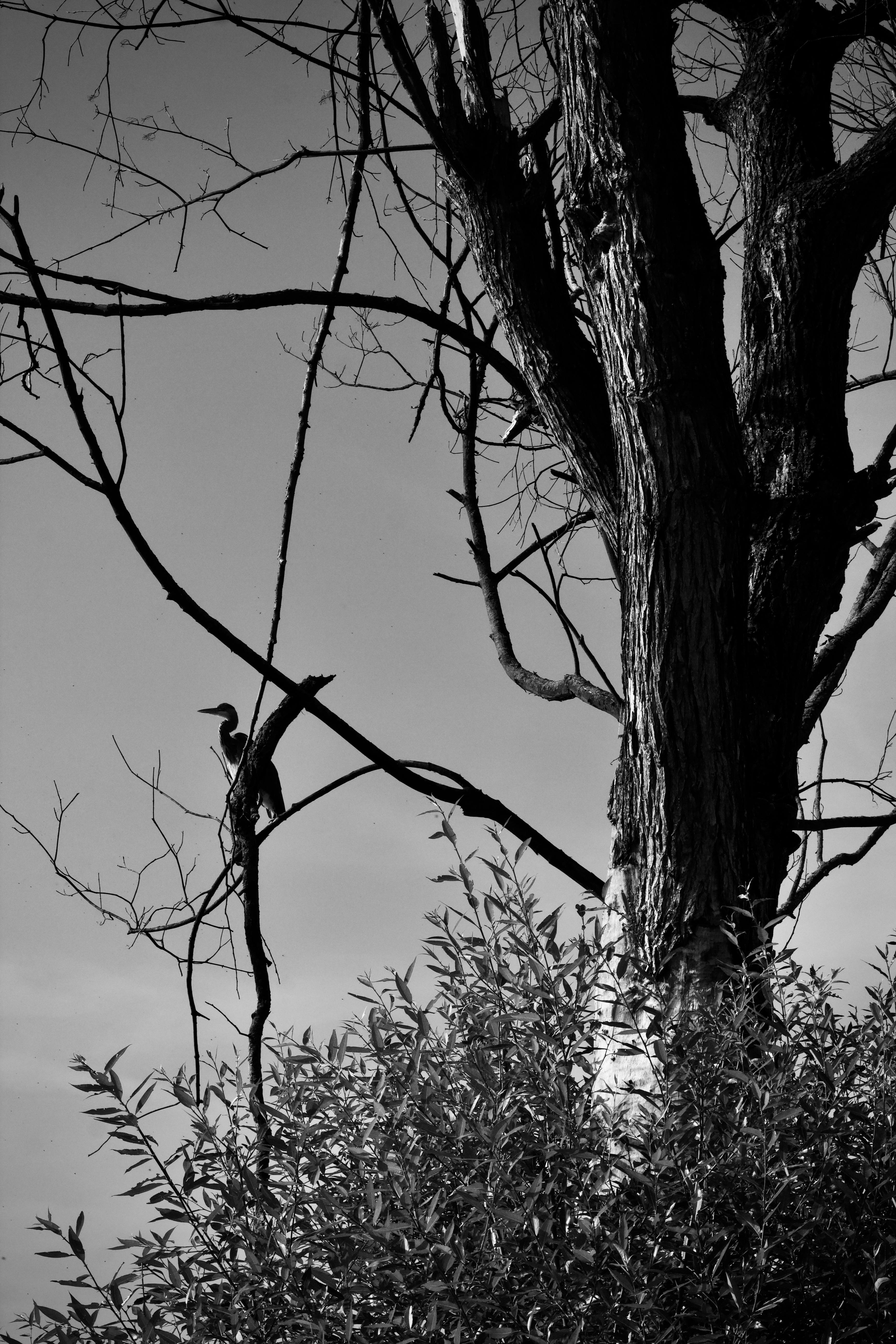 Gratis Et slående sort-hvidt billede af en silhuet af en fugl, der sidder i et træ. Lagerfoto