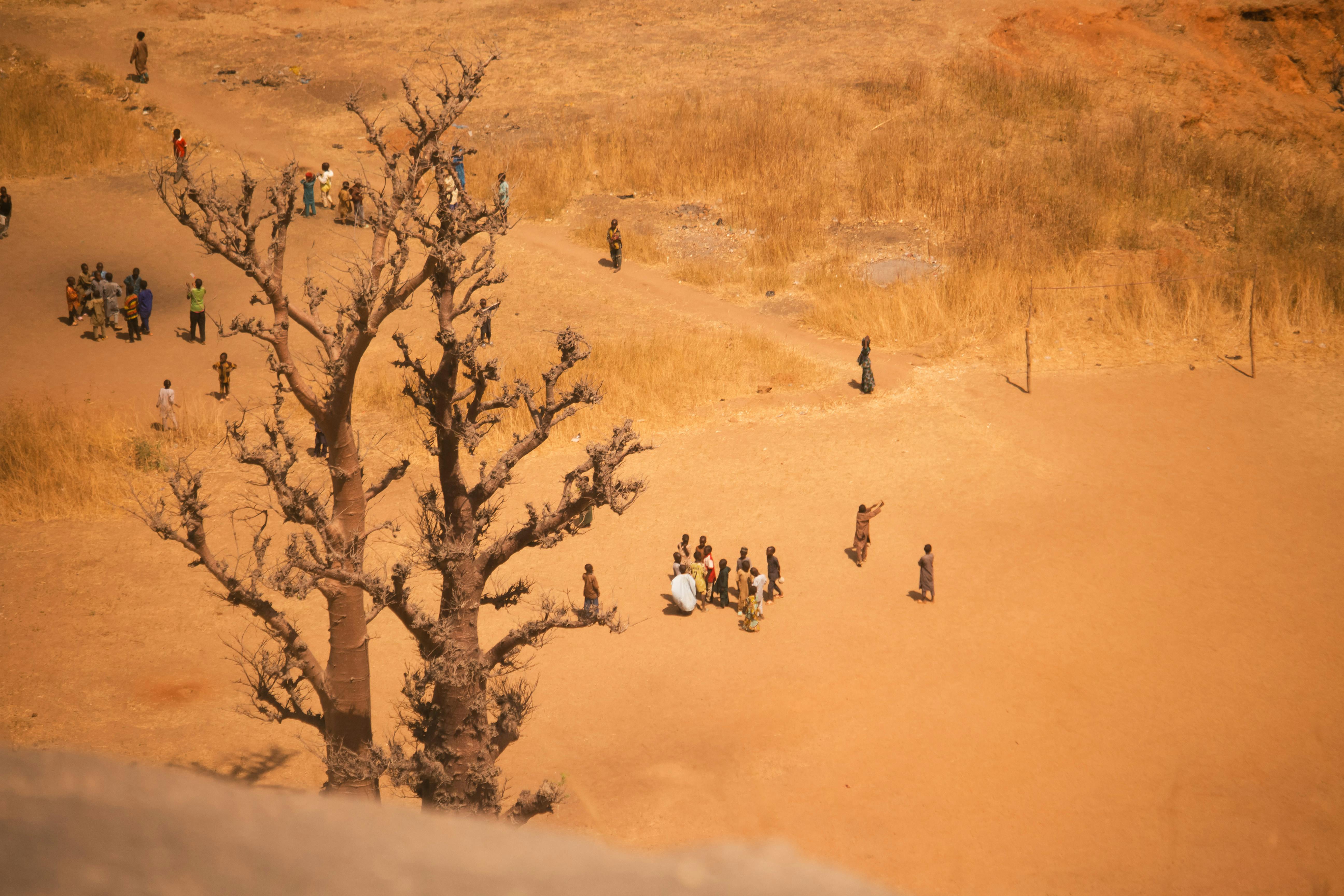 Gratis Ripresa aerea di persone radunate sotto un grande albero a Kaduna, nel paesaggio arido della Nigeria. Foto a disposizione