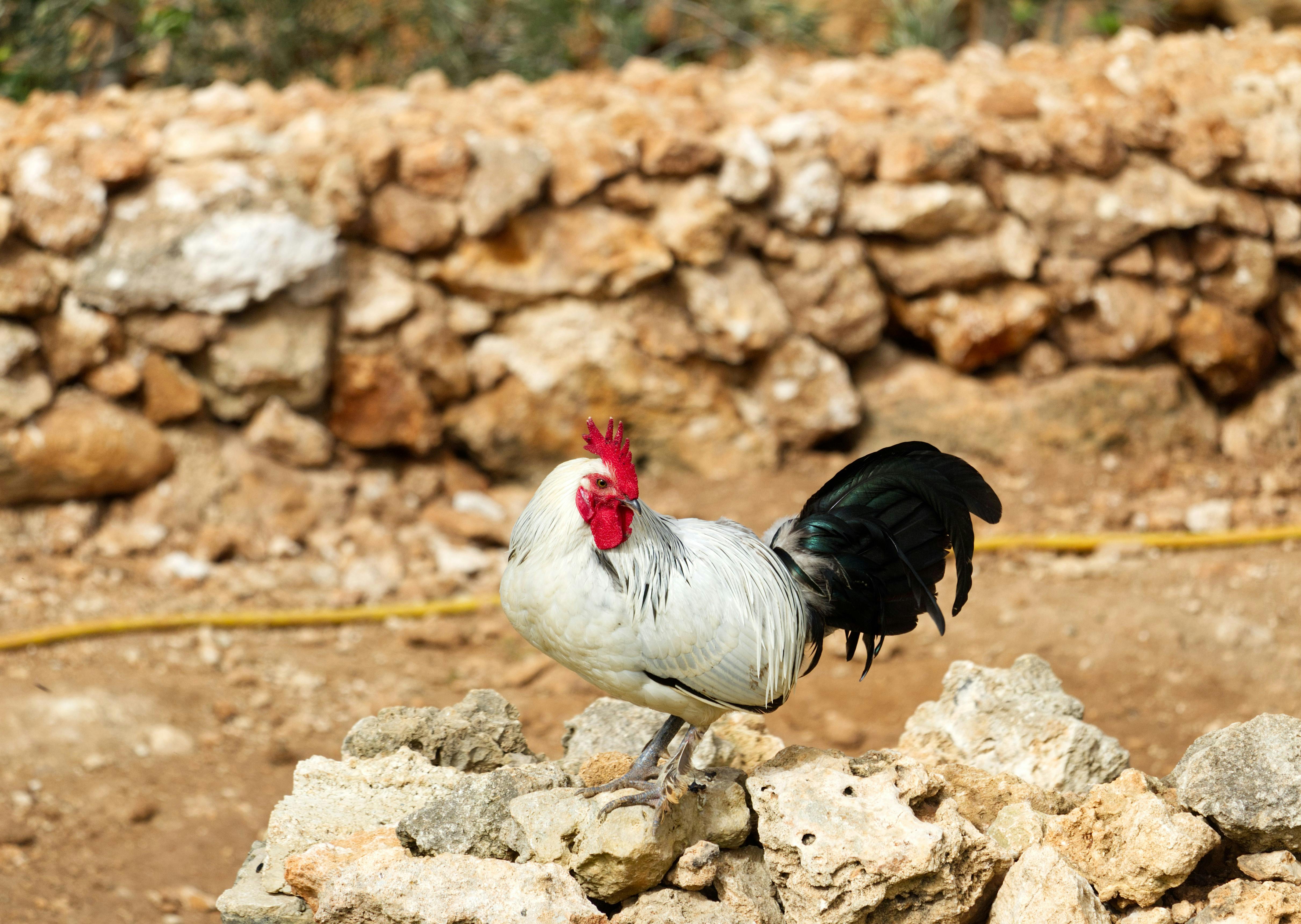 Bezpłatne Biały kogut siedzący na kamieniach przy rustykalnym kamiennym murze w słonecznym, wiejskim otoczeniu. Zdjęcie z galerii