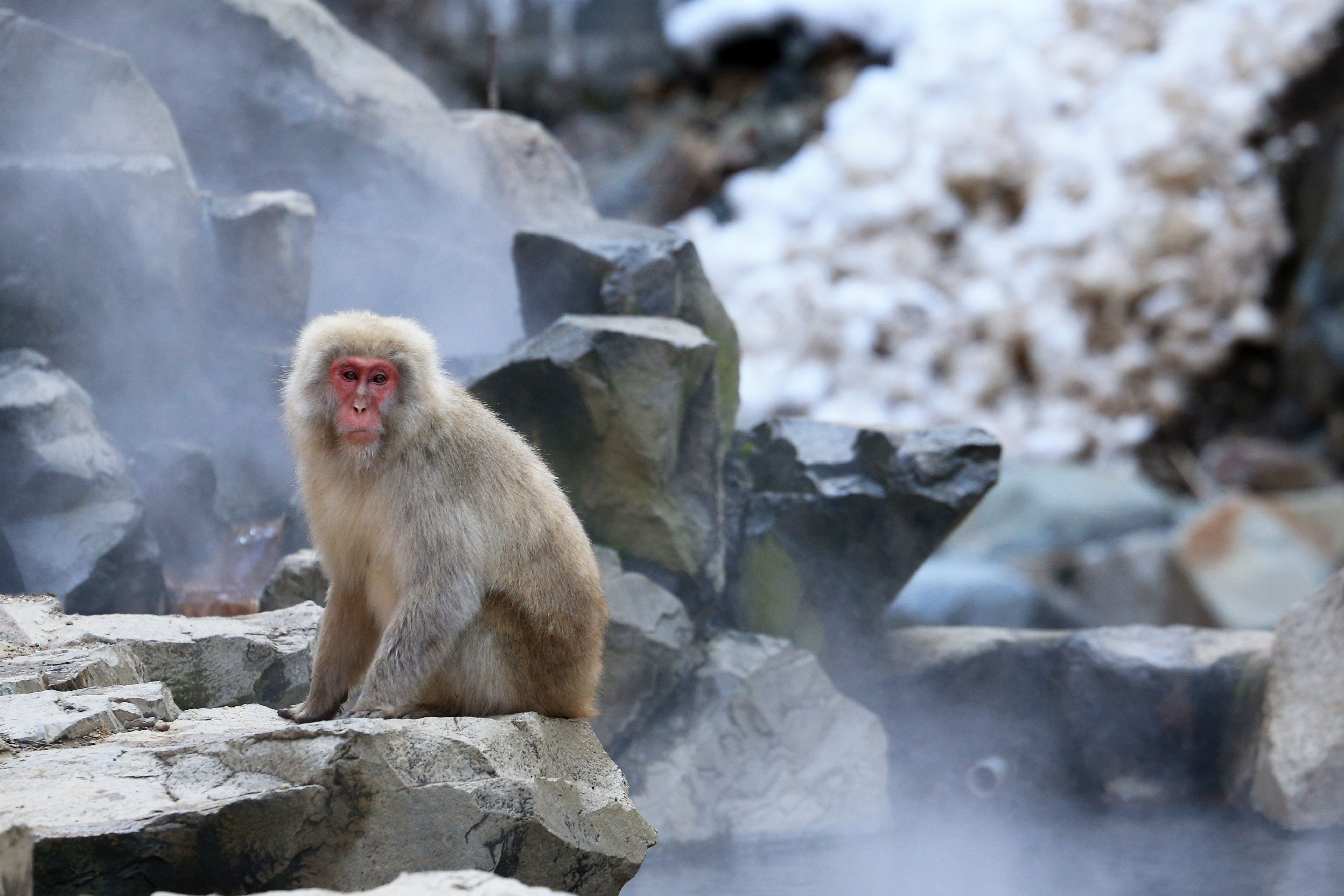 A Japanese macaque enjoying a serene moment in a steamy hot spring amidst rocky terrain.