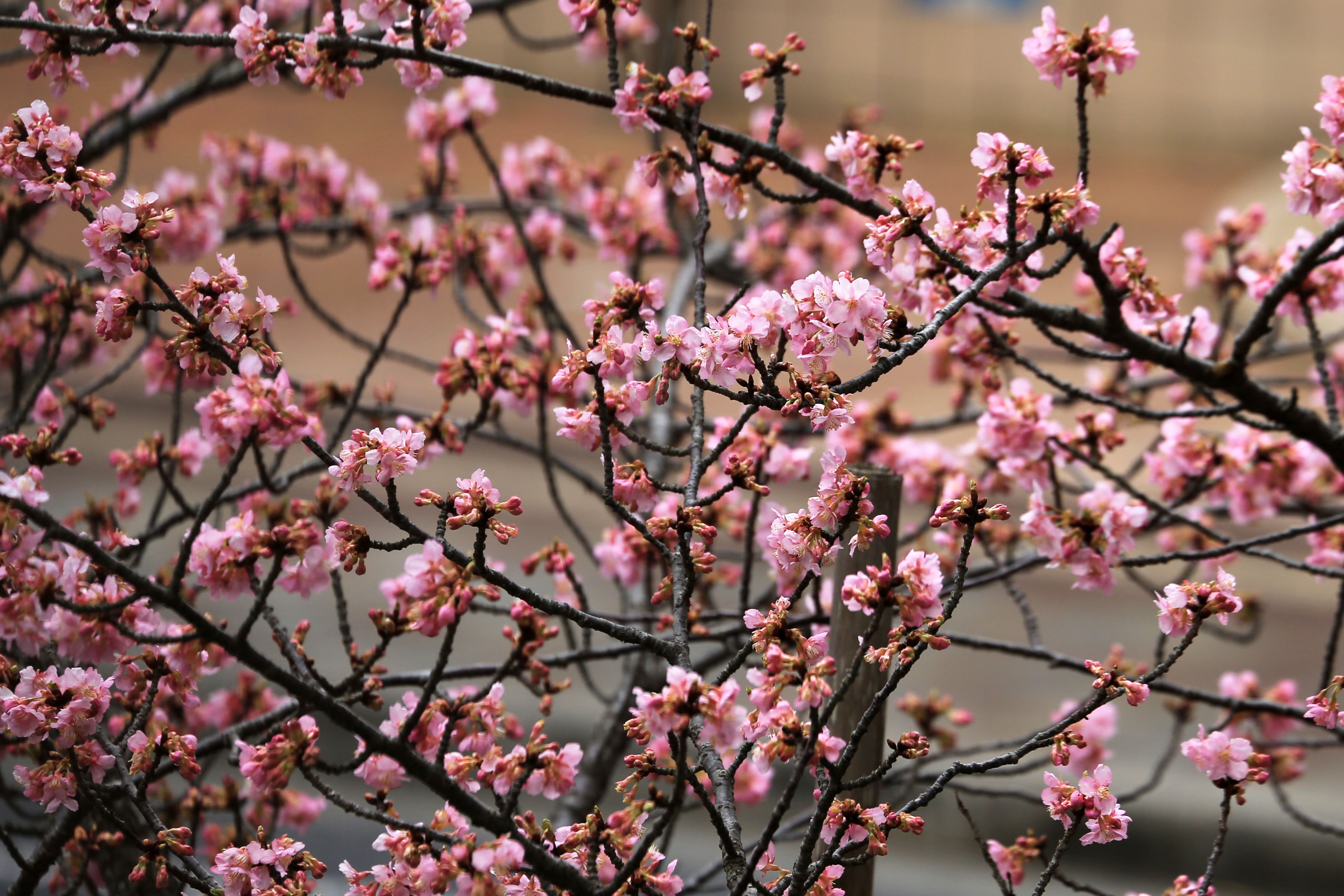 Vibrant pink cherry blossoms in full bloom on branches, symbolizing the arrival of spring.