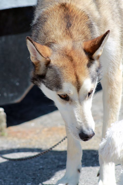 Gratis arkivbilde med hund, sibirsk husky