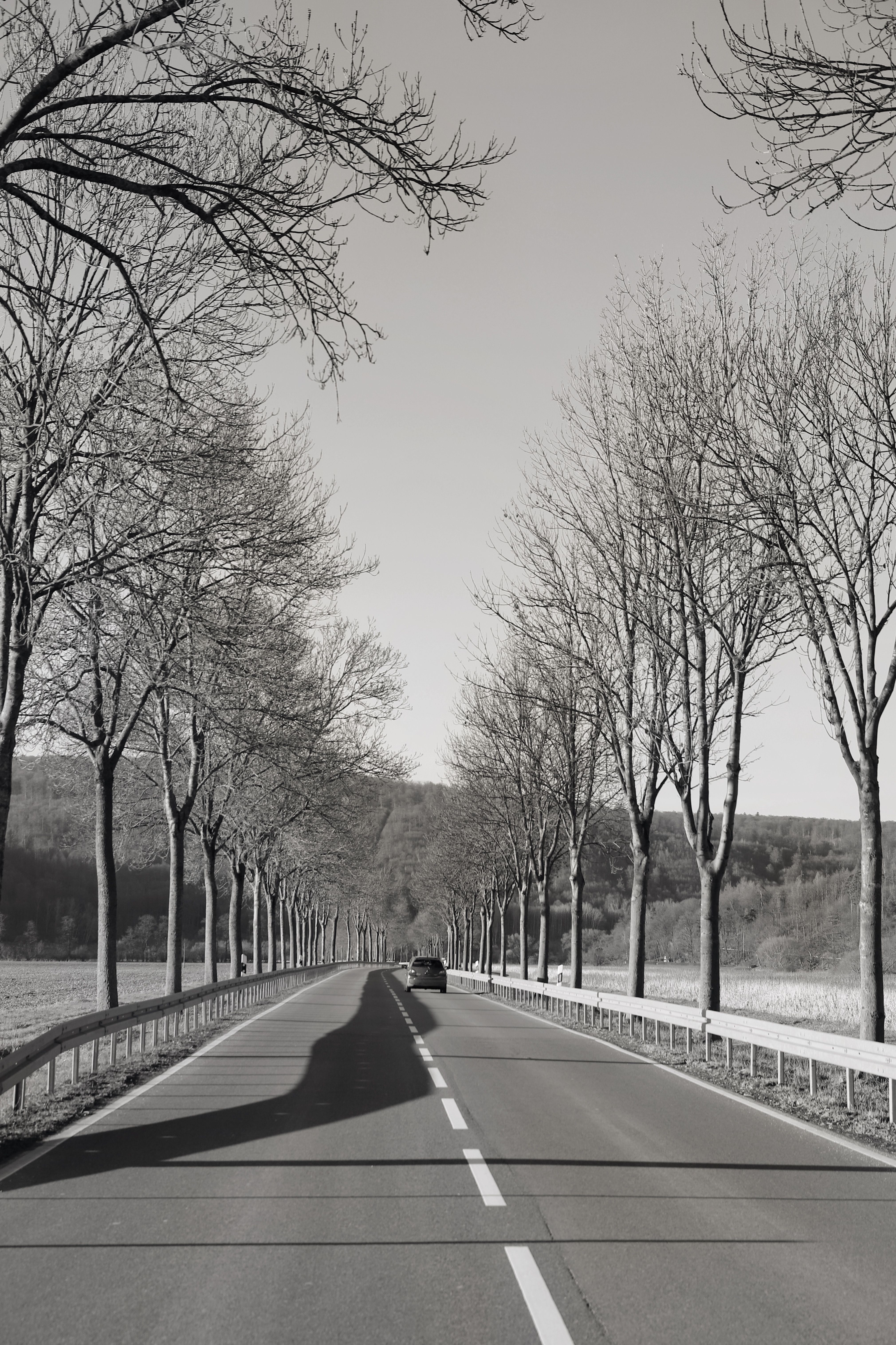Monochrome Winter Scenic Roadway with Bare Trees · Free Stock Photo