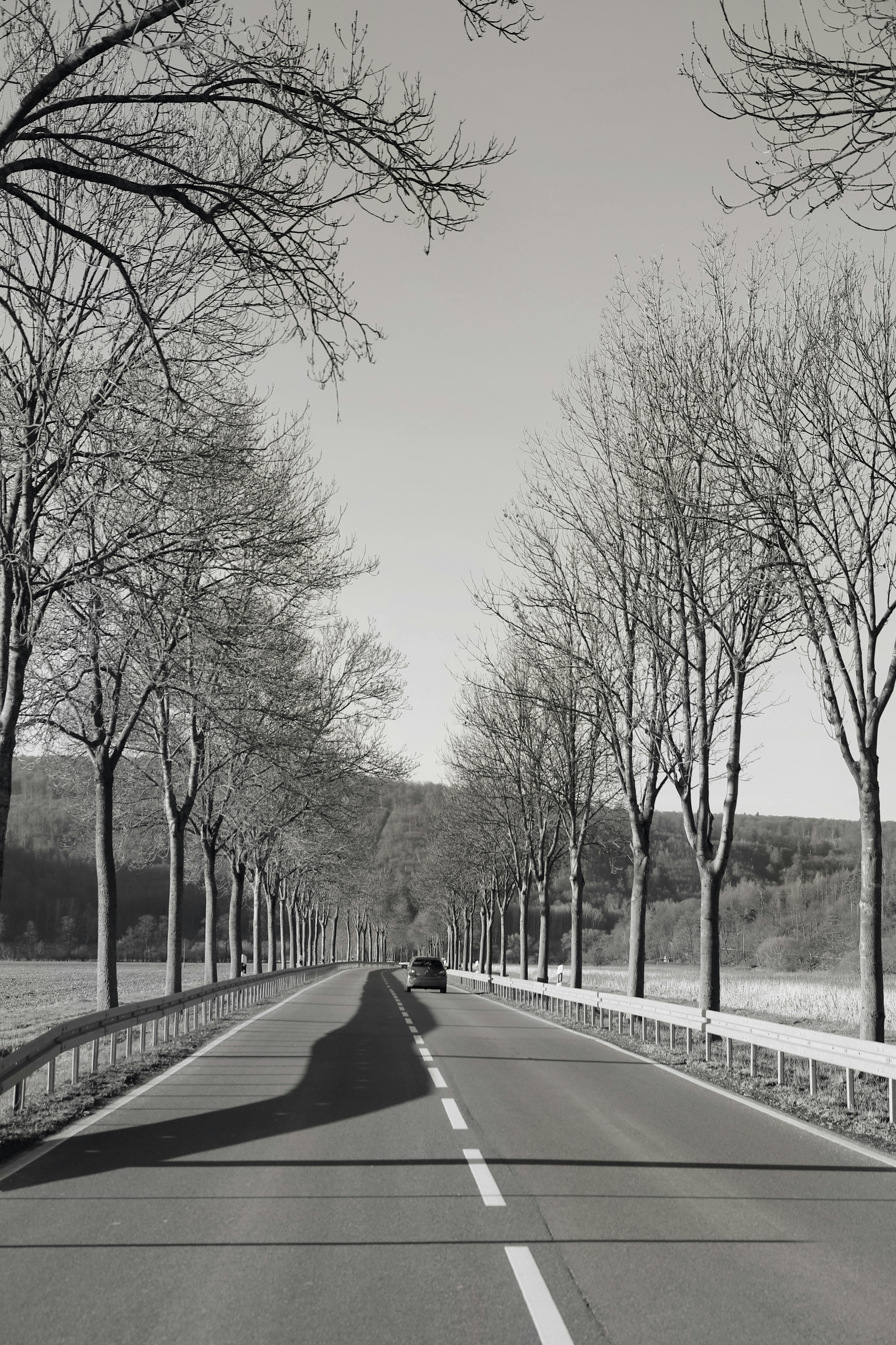 Gratis Un'immagine in bianco e nero che raffigura una pittoresca strada invernale fiancheggiata da alberi spogli. Foto a disposizione