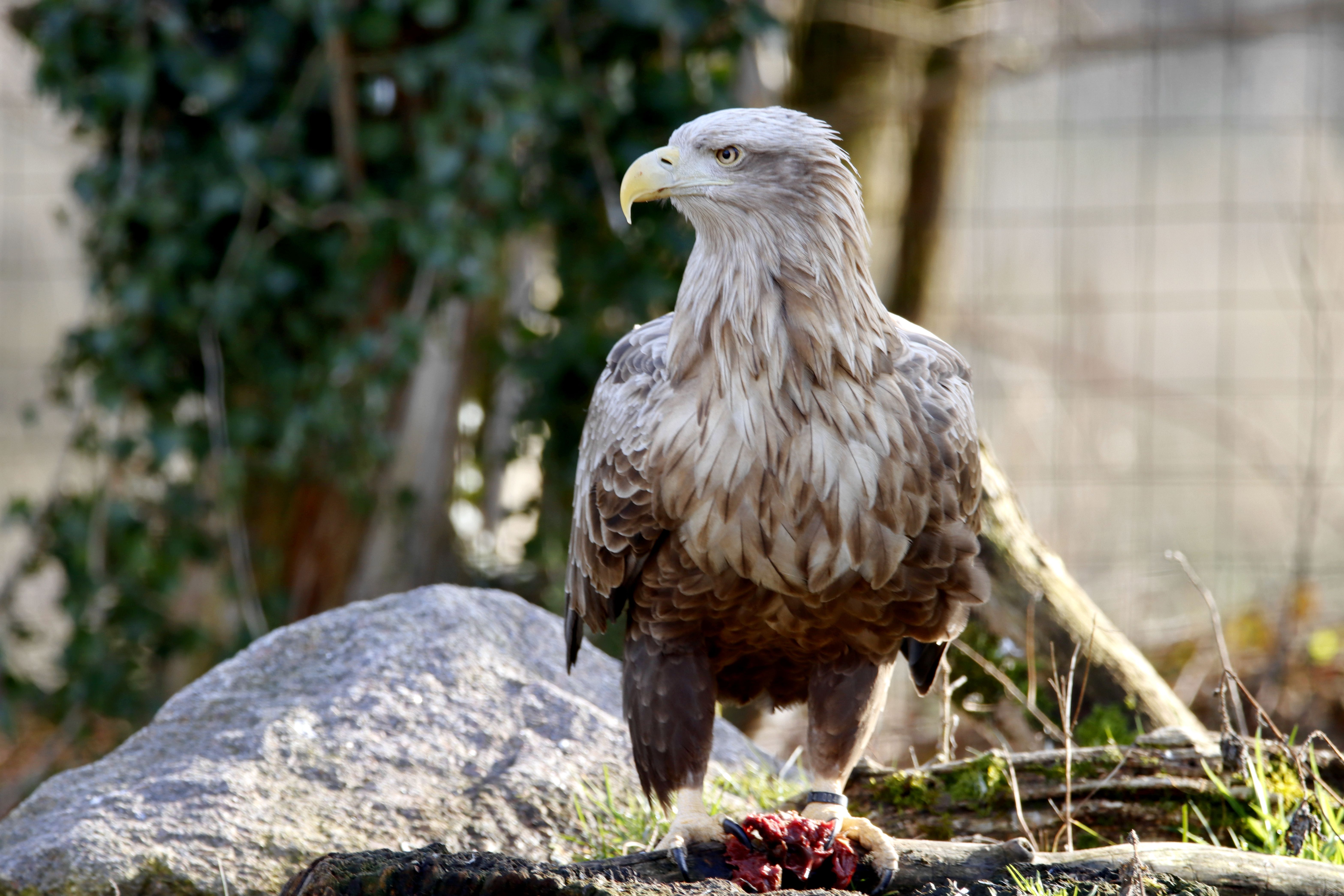 Majestic Eagle with Prey in Natural Habitat · Free Stock Photo