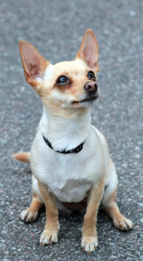 Free stock photo of chihuahua, dog