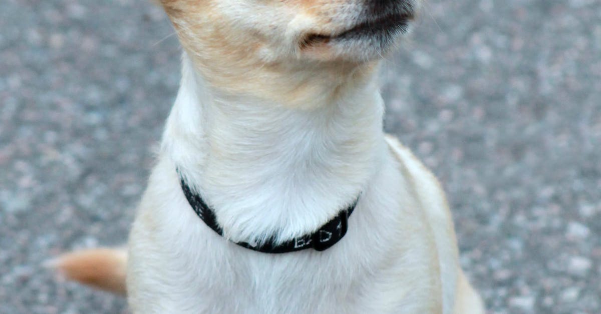 Free stock photo of chihuahua, dog
