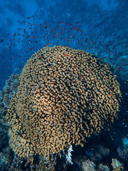 Brown Coral Reef in Water