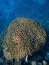 水下，色彩缤纷的珊瑚礁周围，充满活力的海洋生物在游动