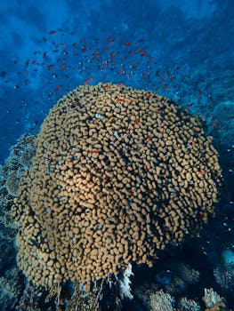 水下，色彩缤纷的珊瑚礁周围，充满活力的海洋生物在游动