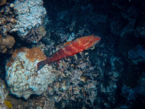 特写镜头下，一条色彩缤纷的珊瑚石斑鱼正在珊瑚礁间游弋