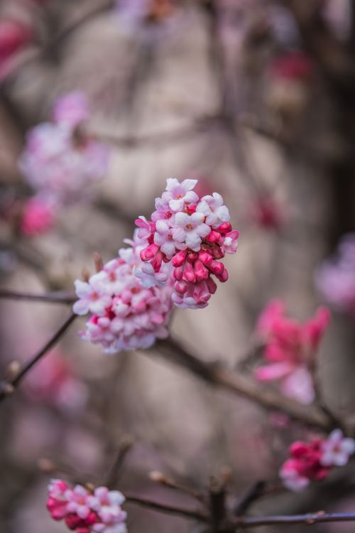 Free Vibrant pink blossoms on a tree branch captured in spring with blurred bokeh background. Stock Photo