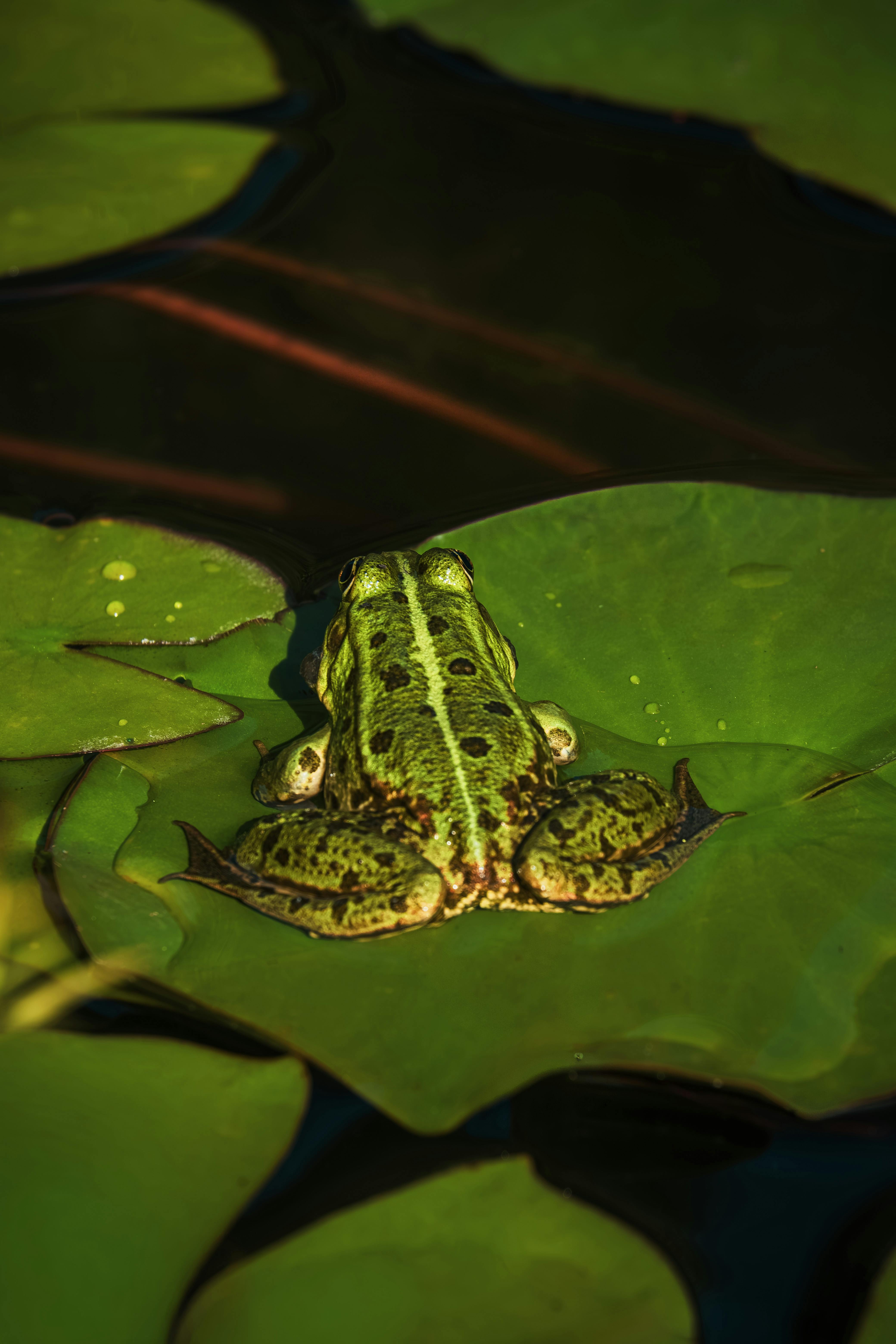Bezpłatne Intensywnie zielona żaba siedzi na liściu grzybienia w spokojnym otoczeniu stawu. Zdjęcie z galerii