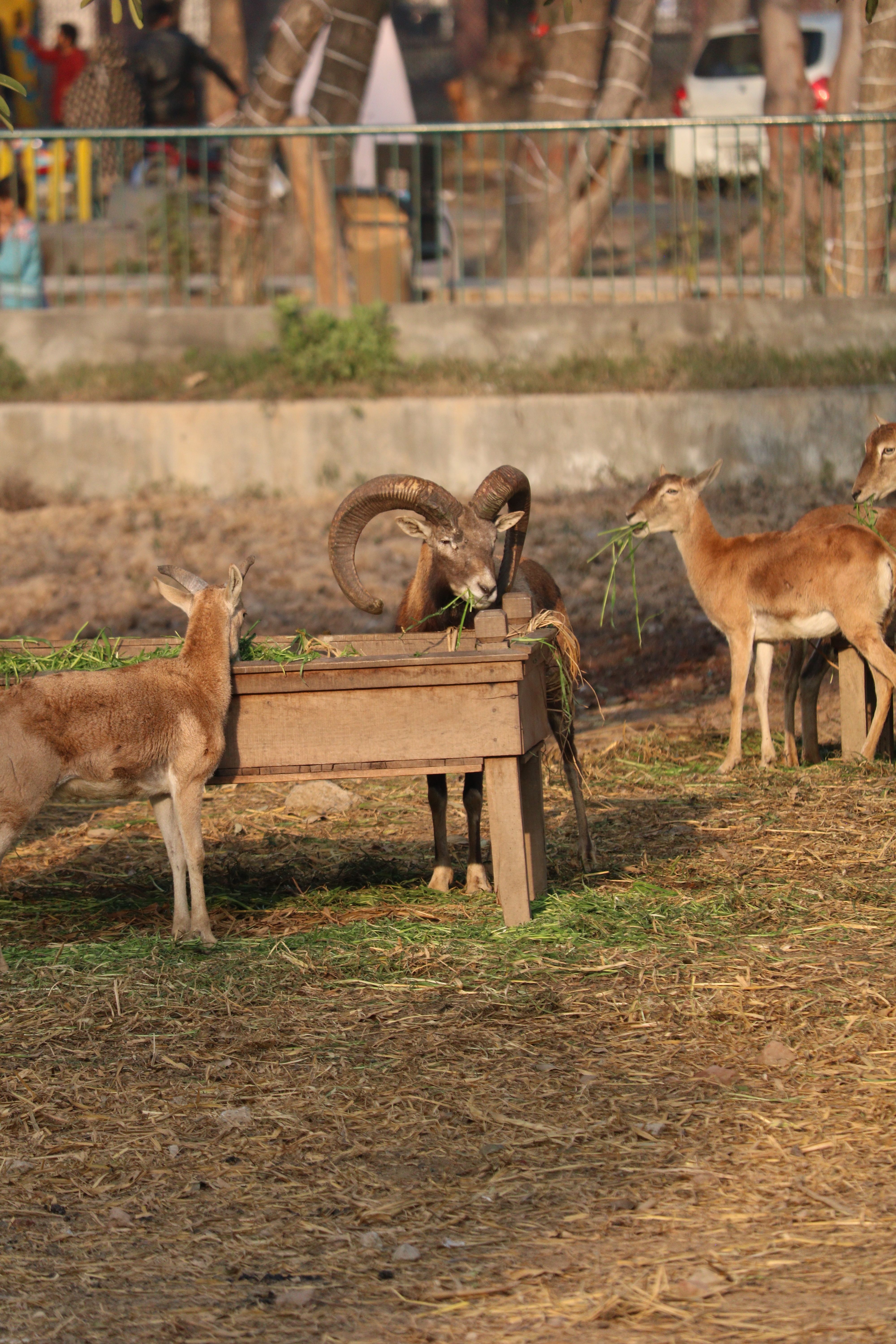 A group of wild goats feeding from a wooden trough in an outdoor setting.
