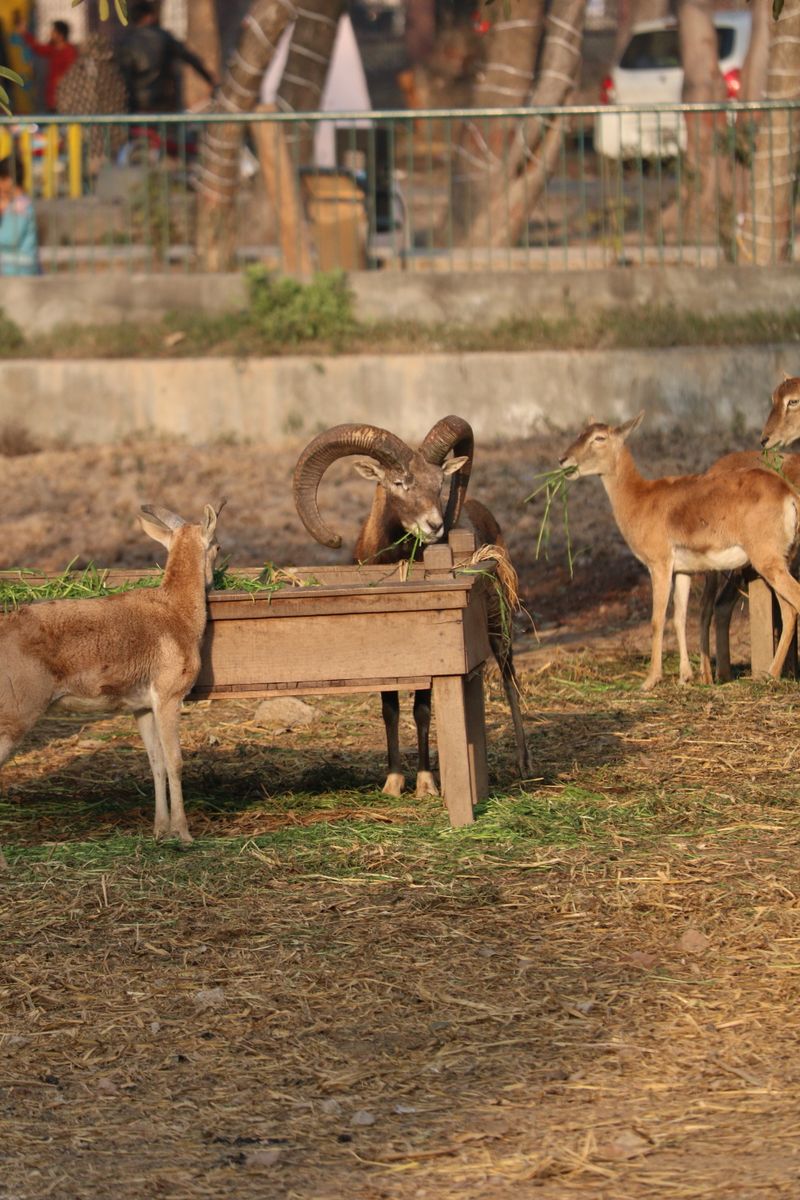 A group of wild goats feeding from a wooden trough in an outdoor setting.