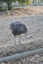 Ostrich Walking in Natural Habitat