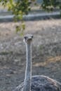 Close-up Portrait of an Ostrich in Natural Habitat