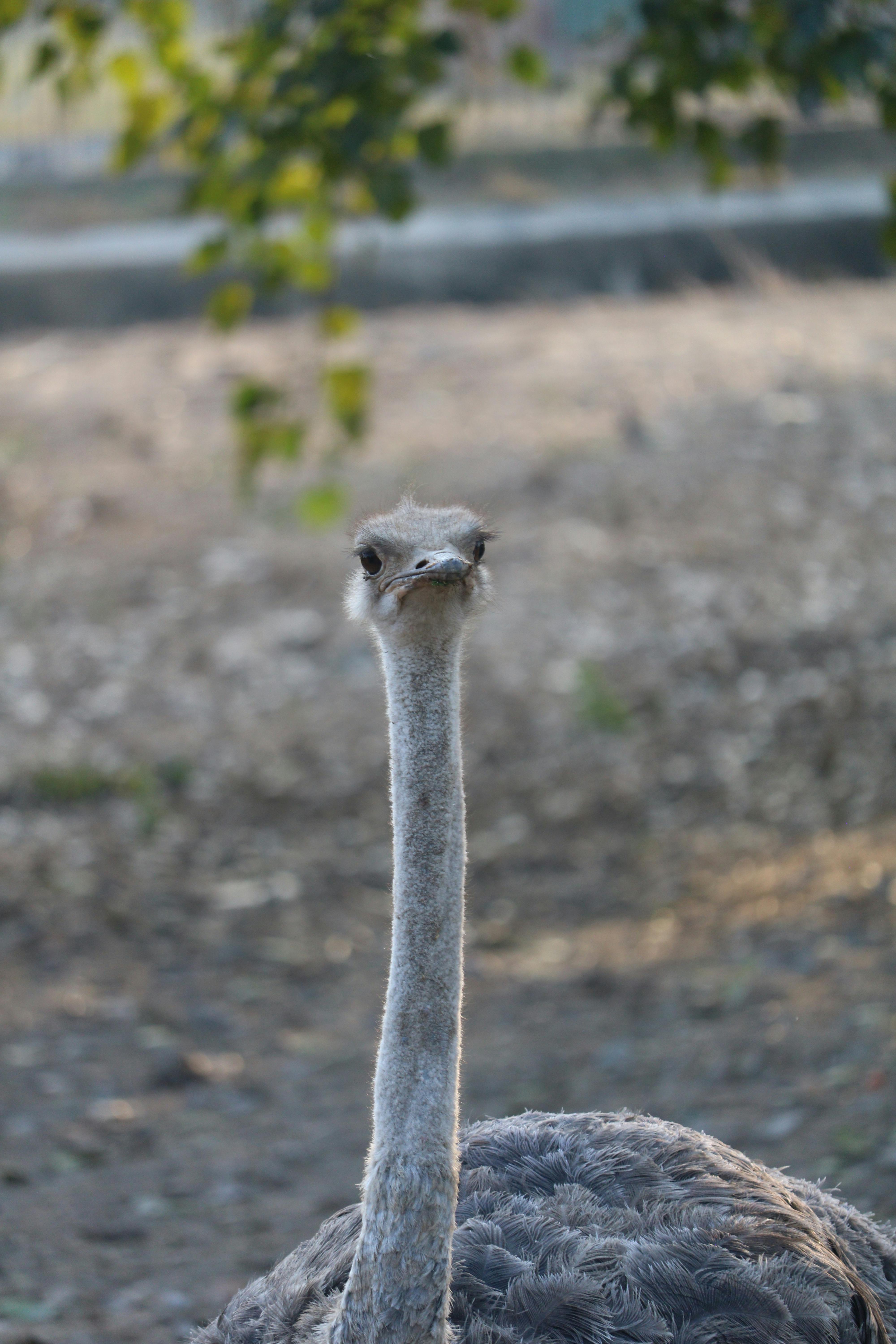 Close-up Portrait of an Ostrich in Natural Habitat