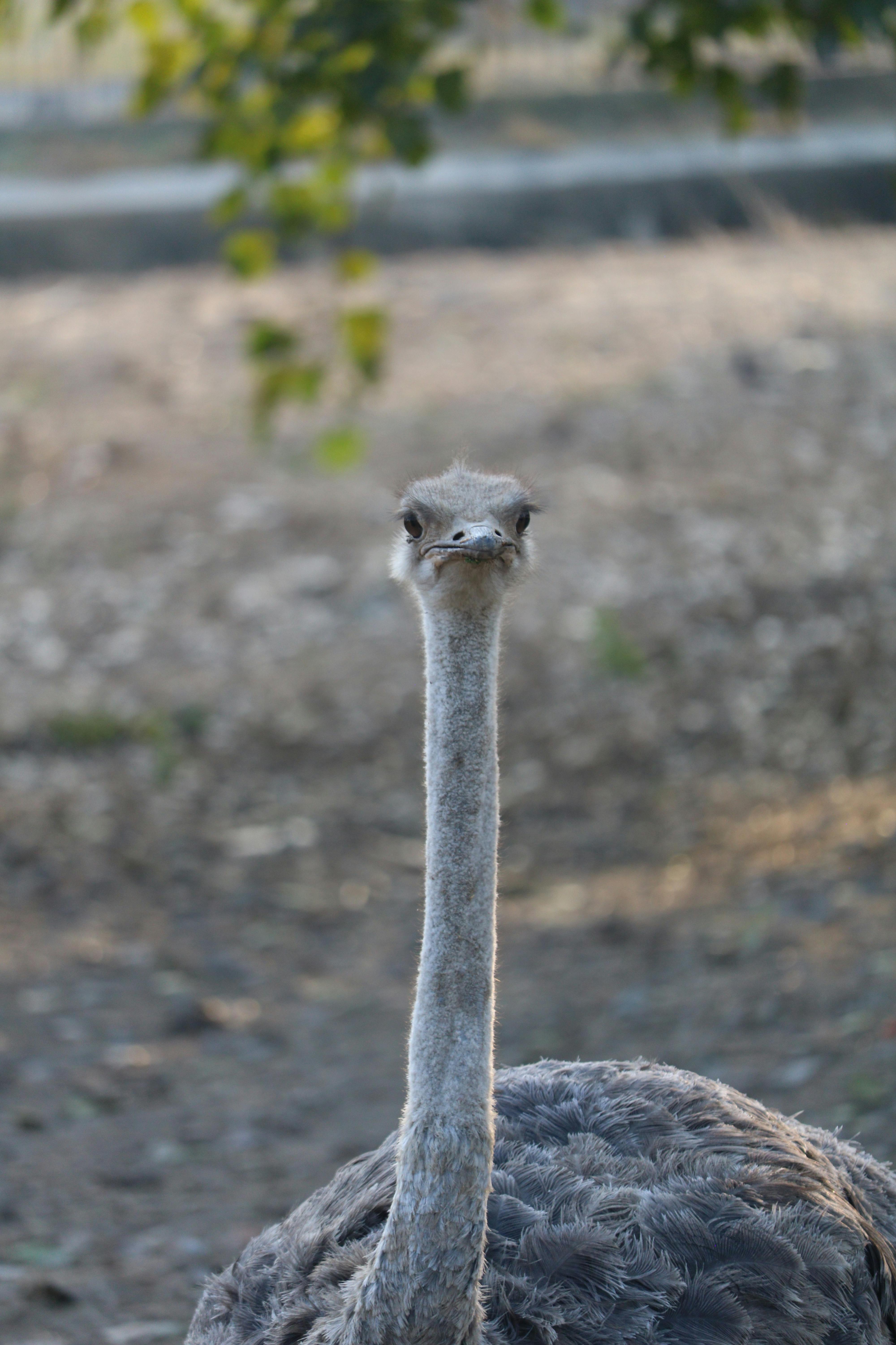 Close-Up of Ostrich in Natural Habitat