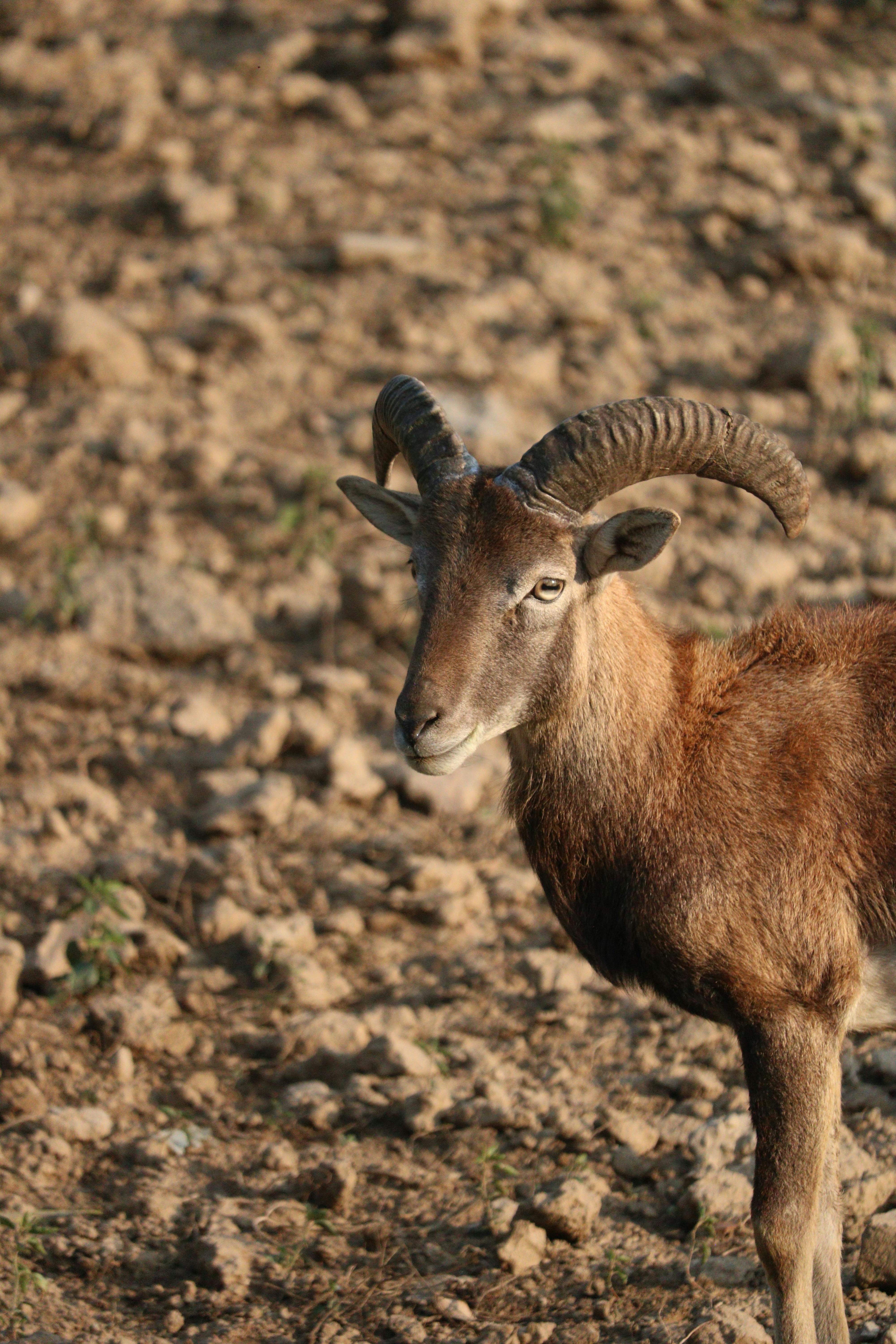 Gratuit Portrait en gros plan d'un mouflon debout sur un terrain rocailleux sous le soleil. Photos