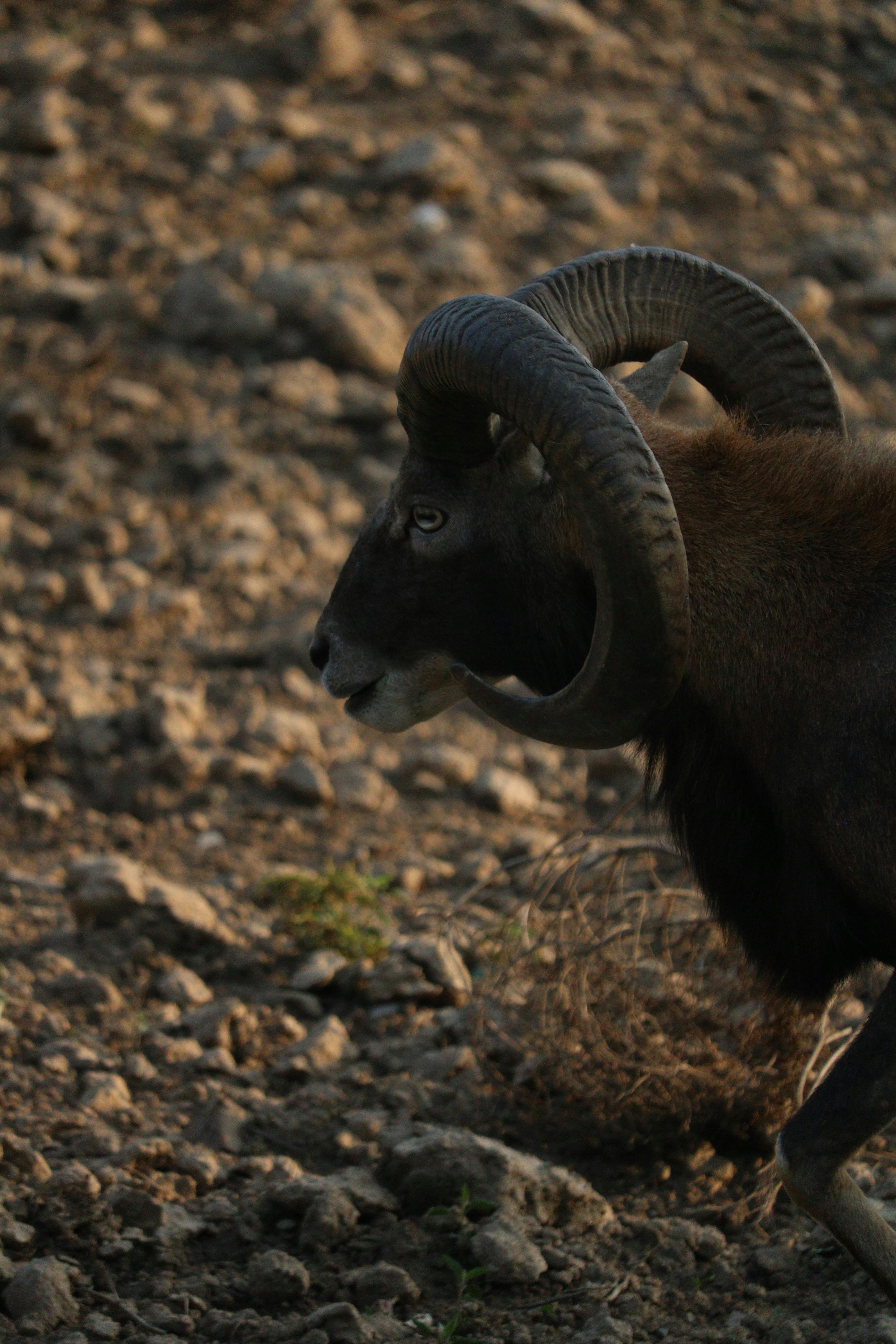 Gratuit Photos gratuites de animal à cornes, animal à fourrure, animal dans l'environnement Photos