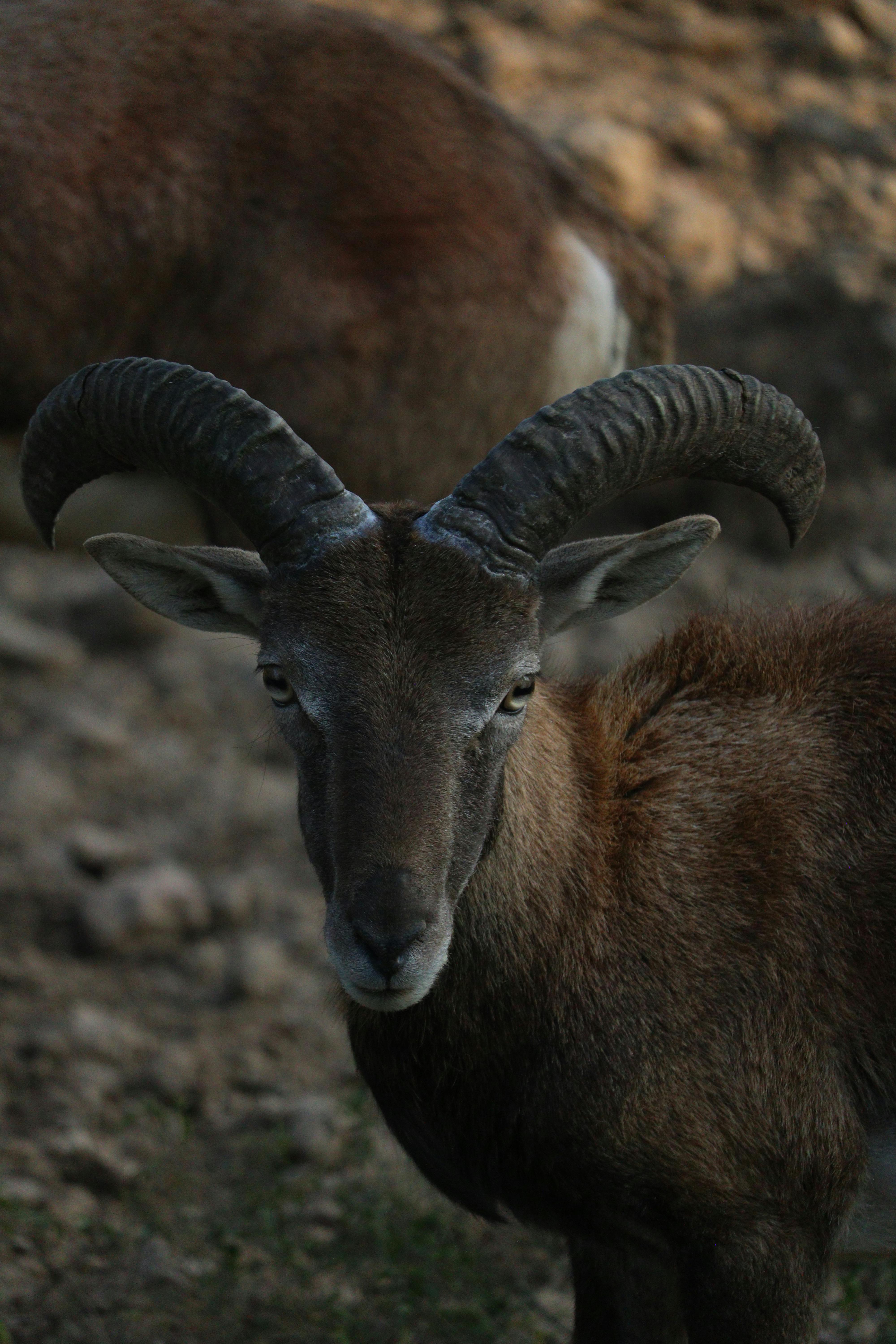 Gratuit Gros plan sur une chèvre sauvage aux cornes impressionnantes dans son milieu naturel. Photos