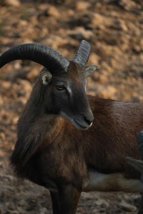 Free Detailed shot of a Barbary Sheep (Ammotragus lervia) in its natural rocky habitat. Stock Photo
