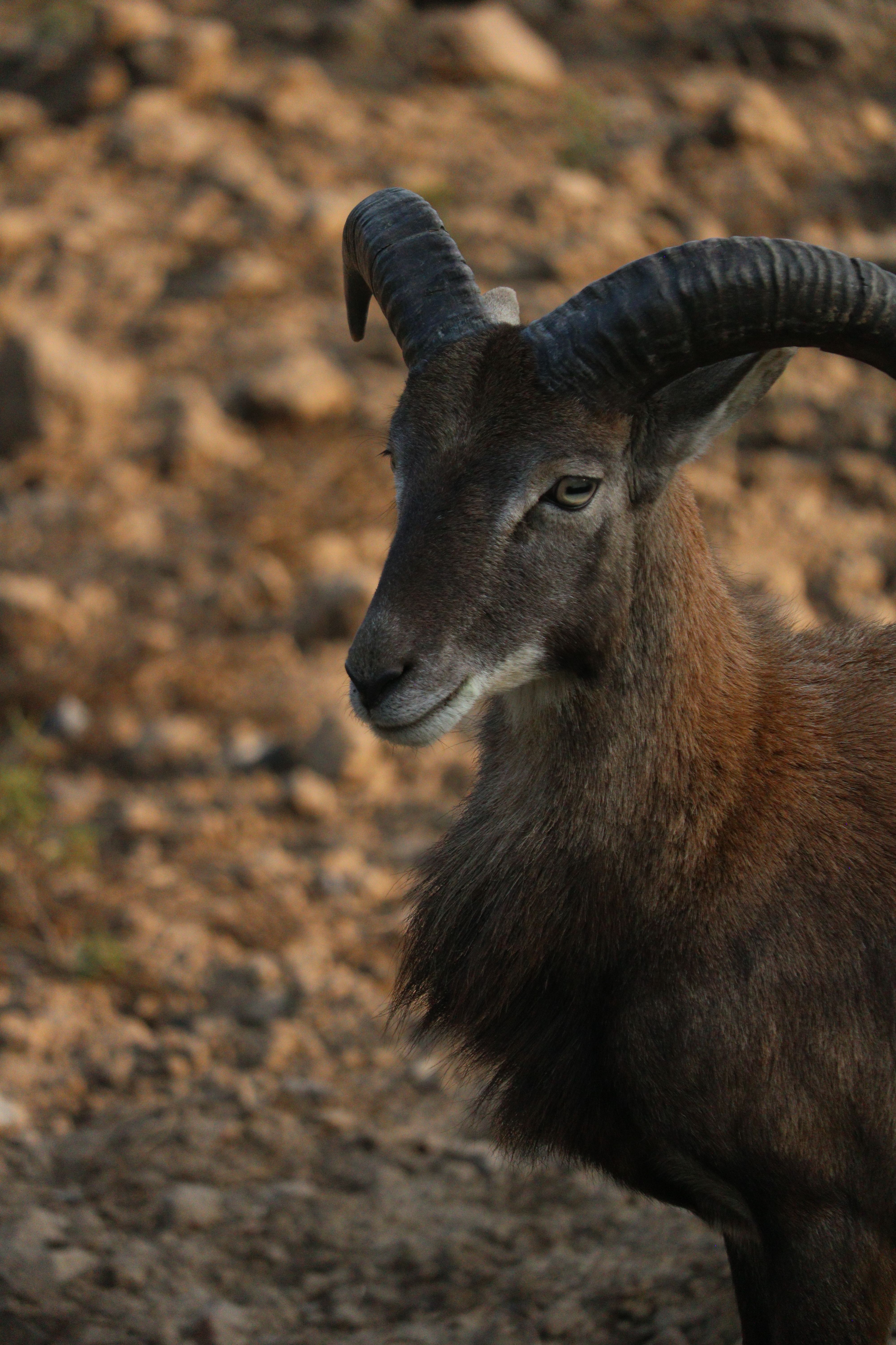Close-up of a Mouflon Sheep in Natural Habitat · Free Stock Photo