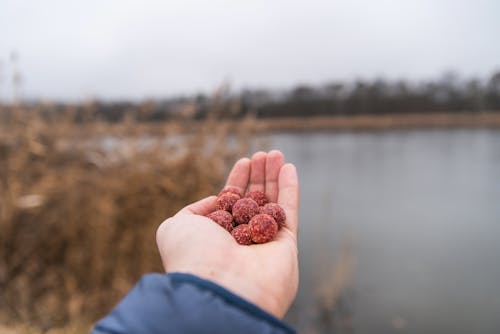 Gratis lagerfoto af dam, fisk, flod