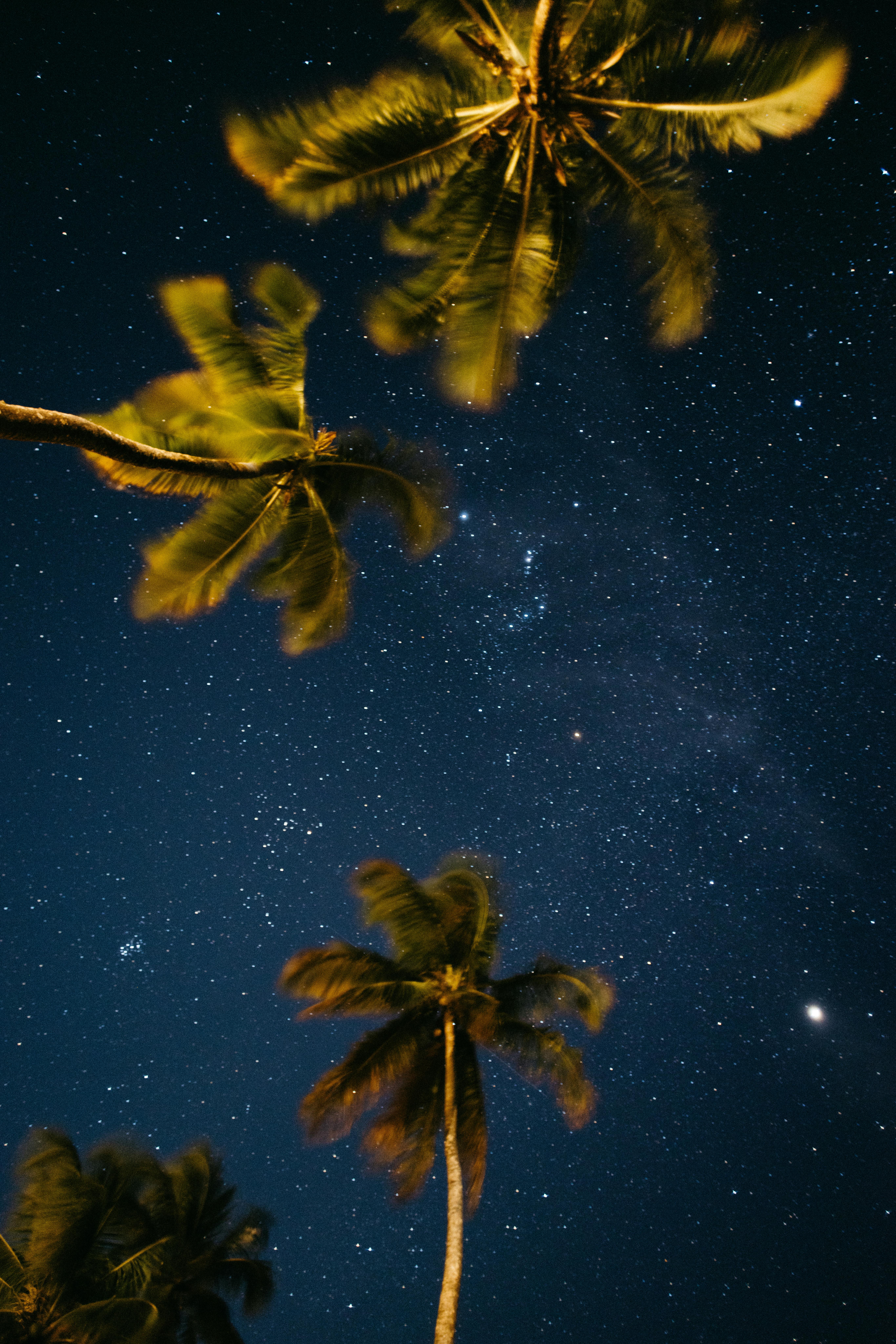 Bezpłatne Zapierający dech w piersiach widok palm kokosowych pod rozgwieżdżonym niebem w Maraú, Bahia, Brazylia. Zdjęcie z galerii