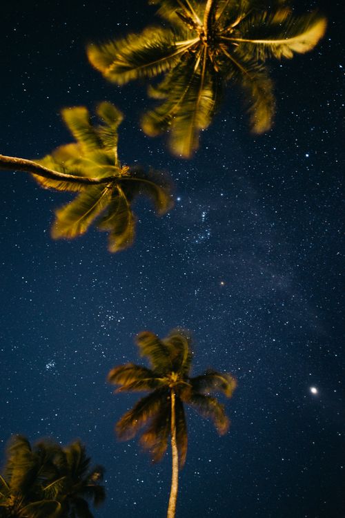 Free A breathtaking view of coconut palm trees under a starry night sky in Maraú, Bahia, Brazil. Stock Photo